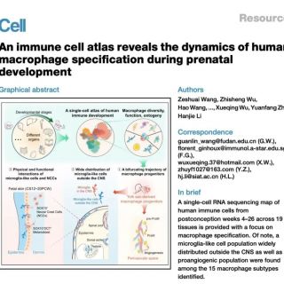 Cell: 15種巨噬細胞亞型（含全新發現的類小膠質細胞及促血管生成巨噬細胞）在人類產前的時空動態圖譜